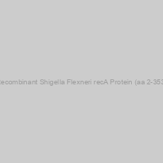 Image of Recombinant Shigella Flexneri recA Protein (aa 2-353)